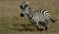 332 - ZEBRA RACE - DHARMADHIKARI SUDHEER - india <div